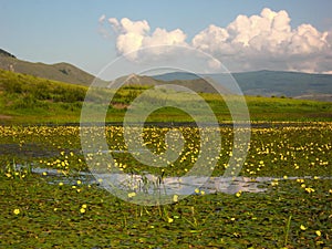 Blooming water lilies on the river Ust Anga on Lake Baikal