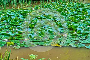 The blooming water lilies in Sofiyivsky Park, Uman, Ukraine