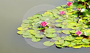 Blooming water lillies