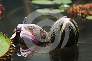 Almost blooming - water lily flower growing in South Australia