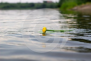 Blooming Water Lily. Yellow water Lily blooms on the river. Nenuphar