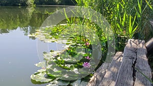 A blooming water lotus on the surface of a pond next to an old wooden pier.