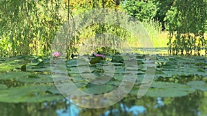 Blooming water lotuses on the surface of an overgrown forest pond.