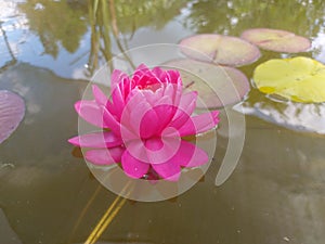 Blooming waterlilly