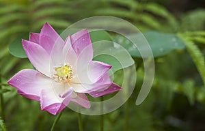 Blooming waterlilly flower