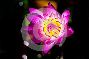 Blooming waterlily flower