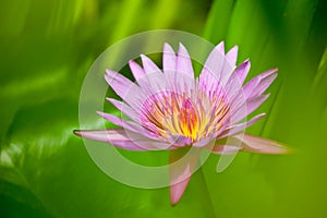 Blooming waterlily flower