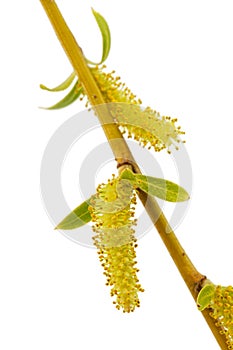 Blooming weeping willow closeup, isolated on white background