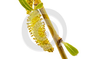 Blooming weeping willow closeup, isolated on white background