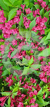 the blooming Weigela Florida