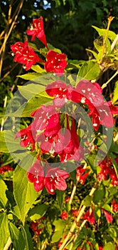 the blooming Weigela Florida