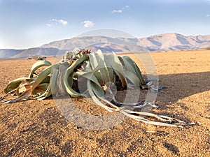 Blooming Welwitschia mirabilis in the desert of central Namibia