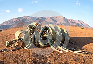 Blooming Welwitschia mirabilis in the desert of central Namibia