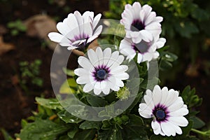 Blooming white African daisy flowers on the meadow.