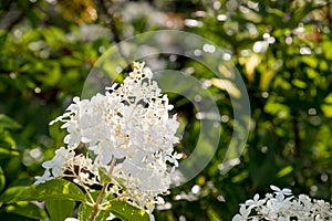 Blooming white Annabelle Hydrangea arborescens ,commonly known as smooth hydrangea, wild hydrangea, or sevenbark