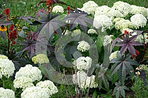 Blooming white Annabelle Hydrangea arborescens commonly known as smooth hydrangea wild hydrangea, or sevenbark