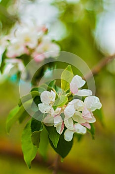 Blooming white apple tree flowers on branch