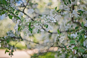 Blooming white Apple tree shot close-up with soft focus