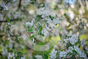 Blooming white Apple tree shot close-up with soft focus