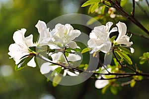 Blooming white Azalea Rhododendron