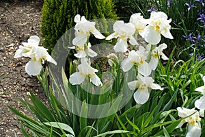 Blooming white bearded irises in May