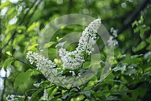 Blooming white bird cherry.