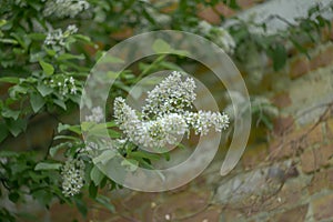 Blooming white bird cherry.