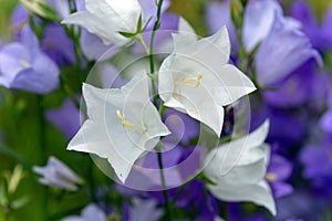 Blooming white and blue bellflowers on a natural background.