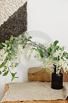 Blooming white branches in brown glass jar on rustic wooden table. Spring Bird cherry flowers, rural still life. Countryside