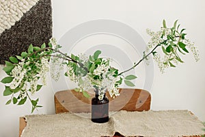 Blooming white branches in brown glass jar on rustic wooden table. Spring Bird cherry flowers, rural still life. Countryside