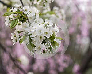 Blooming white cherry