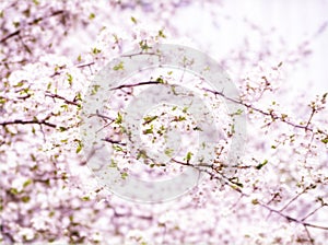 Blooming white cherry. Abstract background in pink tones.