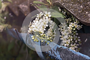 blooming white cherry blossoms on a tiled roof and drain background,spring summe