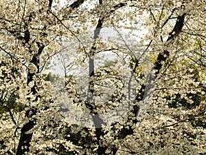 Blooming white cherry flower of Sakura  fullbloom in spring season in japan