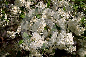 Blooming white cherry flowers.