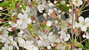 Blooming white cherry flowers on black background. Seasons change background. Time lapse.