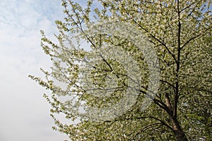 Blooming White Cherry Flowers And Green Leaf