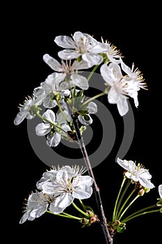 Blooming white cherry tree flowers on a black background