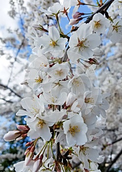 Blooming white cherry tree flowers in spring