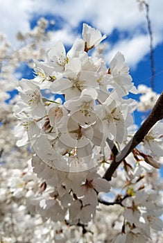 Blooming white cherry tree flowers in spring