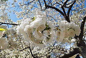 Blooming white cherry tree flowers in spring