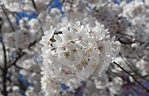 Blooming white cherry tree flowers in spring