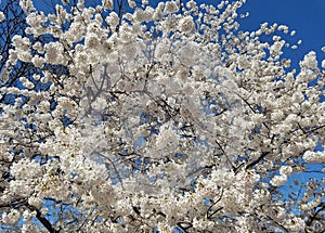 Blooming white cherry tree flowers in spring against a blue sky