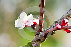 Blooming white tree in spring
