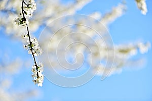 Blooming white cherry tree in springtime