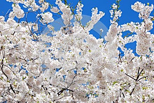 Floreciente blanco cereza árboles en la primavera 