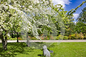 Blooming white cherry and yellow rhododendrons in a beautiful city park