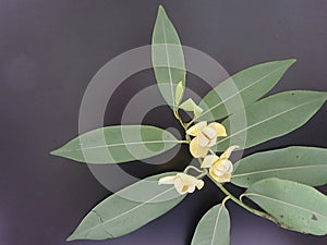 Blooming White chesewood flower