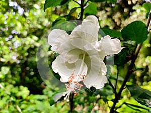 Blooming white china rose.