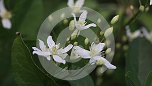 Blooming white clematis on the garden. Summer composition.